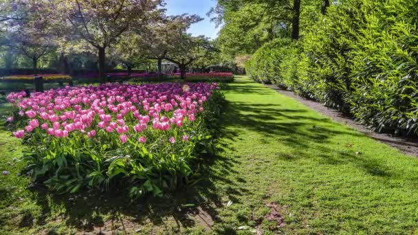 Floreciente parque Keukenhof en los Países Bajos. 6 en 1 - 4K Time Lapse . — Vídeo de stock