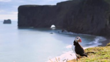 Fratercula arctica - deniz kuşları Yağmurkuşları sırasından. Martı İzlanda kayalık sahil üzerinde. HD ayak.