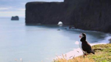Fratercula arctica - deniz kuşları Yağmurkuşları sırasından. Martı İzlanda kayalık sahil üzerinde. HD ayak.