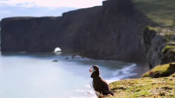 Fratercula arctica - aves marinhas da ordem dos Charadriiformes. Puffin na costa rochosa da Islândia. Filmagem em HD . — Vídeo de Stock