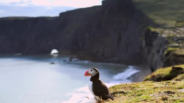 Fratercula arctica - zeevogels dan de volgorde van Steltloperachtigen. Papegaaiduiker op rotsachtige kust van IJsland. HD-beelden. — Stockvideo