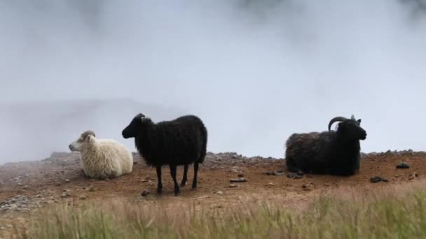 Natursköna isländska ängar med får och baggar i liggande fält. HD film. — Stockvideo