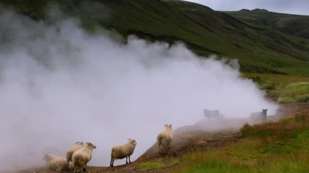 Prados islandeses escénicos con ovejas y carneros en campos de paisaje. HD de imágenes . — Vídeos de Stock