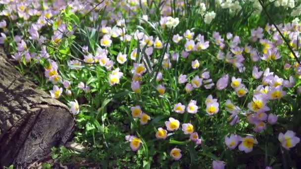 Hollanda 'daki Blooming Keukenhof parkı. Hd Görüntüsü. — Stok video