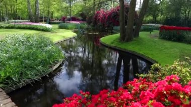 Hollanda 'daki Blooming Keukenhof parkı. Hd Görüntüsü.