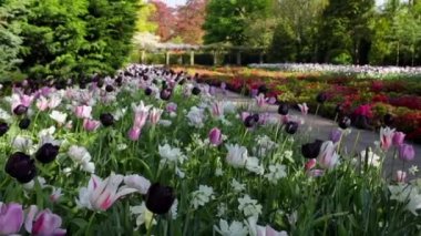 Hollanda 'daki Blooming Keukenhof parkı. Hd Görüntüsü.