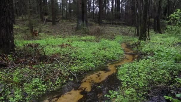 Floresta pitoresca primavera e rio. Imagens em HD . — Vídeo de Stock