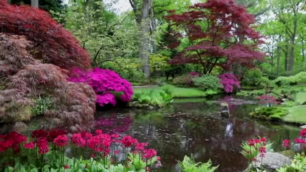 Traditionell japansk trädgård i Haag. Hd-bilder. — Stockvideo