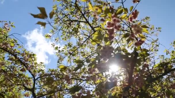 Blommande Keukenhof park i Nederländerna. Hd-bilder. — Stockvideo