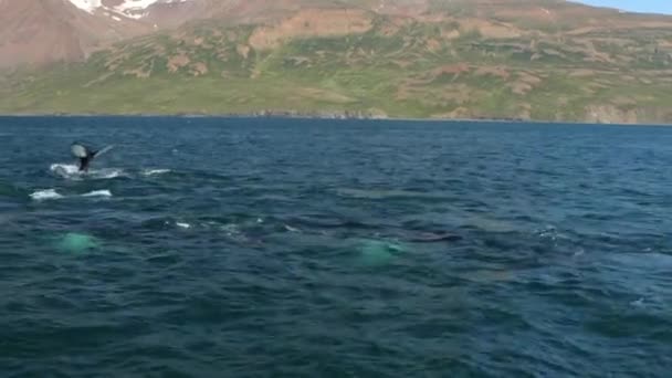 Balene sull'acqua nel golfo d'Islanda. Filmati al rallentatore . — Video Stock