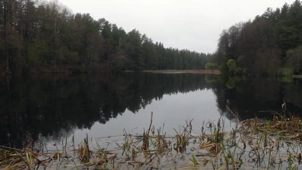 Forêt printanière pittoresque et rivière. Des séquences HD .