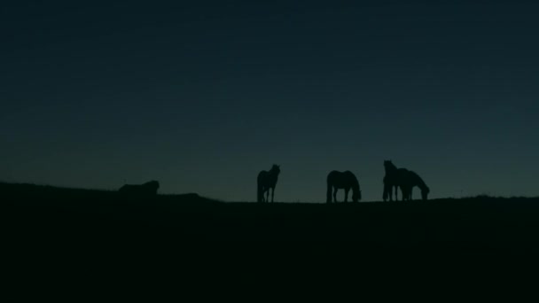 夜アイスランドの開いた牧草地で馬のシルエット。Hd 映像. — ストック動画