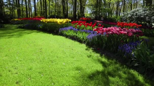 Цветущий парк Кёкенхоф в Нидерландах. HD-кадры . — стоковое видео
