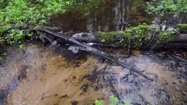 Pittoreske voorjaar bos en rivier. HD-beelden. — Stockvideo