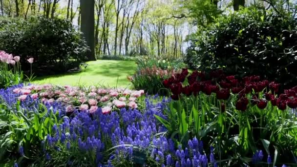 Floreciente parque Keukenhof en los Países Bajos. HD de imágenes . — Vídeo de stock