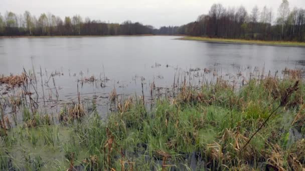 Forêt printanière pittoresque et rivière. Des séquences HD . — Video