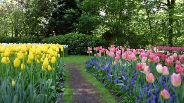 Floreciente parque Keukenhof en los Países Bajos. HD de imágenes . — Vídeo de stock