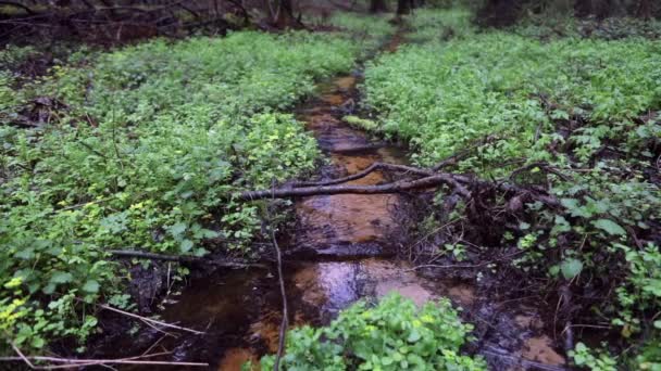 Floresta pitoresca primavera e rio. Imagens em HD . — Vídeo de Stock