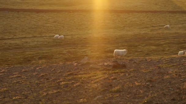 Живописный пейзаж традиционной исландской природы. HD-кадры . — стоковое видео