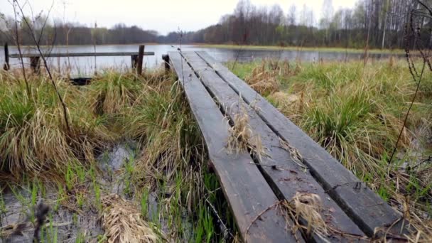 Festői tavaszi erdő és a folyó. HD felvétel. — Stock videók