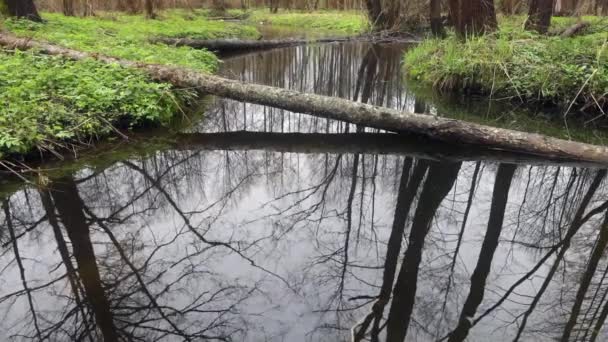 Forêt printanière pittoresque et rivière. Des séquences HD . — Video