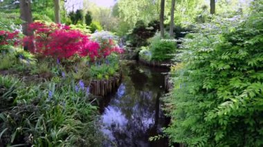 Hollanda 'daki Blooming Keukenhof parkı. Hd Görüntüsü.