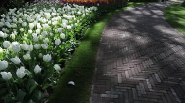 Hollanda 'daki Blooming Keukenhof parkı. Hd Görüntüsü.