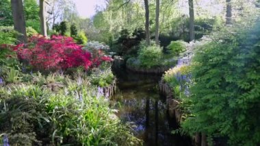 Hollanda 'daki Blooming Keukenhof parkı. Hd Görüntüsü.