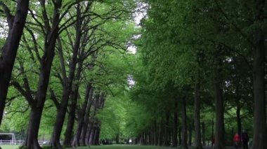 Hollanda 'daki Blooming Keukenhof parkı. Hd Görüntüsü.