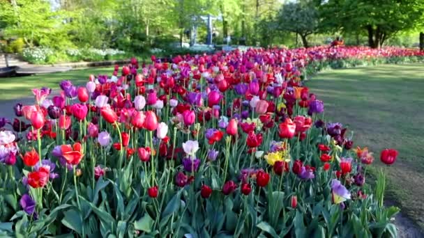 Kvetoucí Keukenhof park v Nizozemsku. Hd záběry. — Stock video