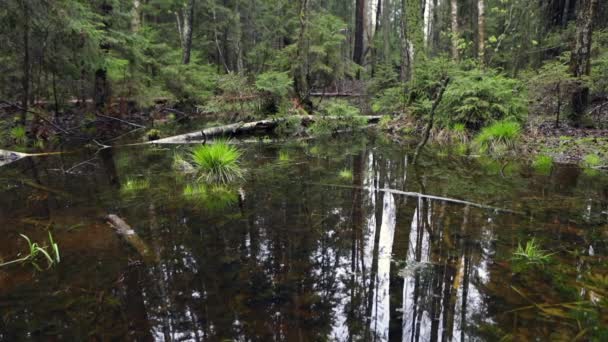 Forêt printanière pittoresque et rivière. Des séquences HD .