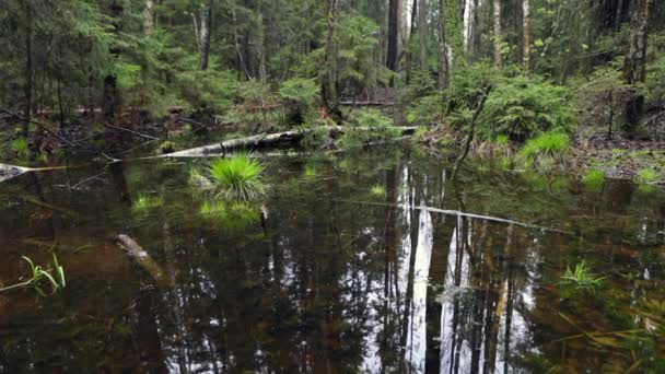 Floresta pitoresca primavera e rio. Imagens em HD . — Vídeo de Stock