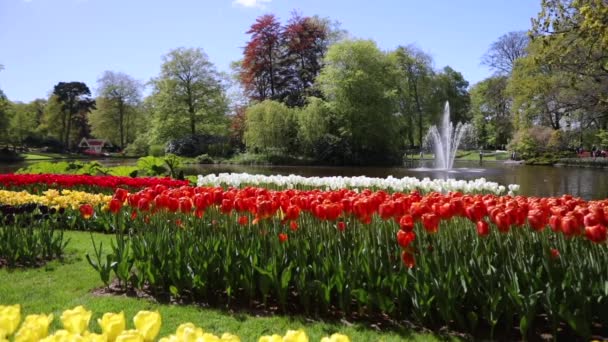 Kvetoucí Keukenhof park v Nizozemsku. Hd záběry. — Stock video