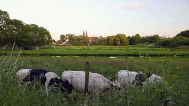 Letní pole při západu slunce a církev proti krásné soumraku oblohy a veselá farma krávy na pastvě. HD záznam. — Stock video