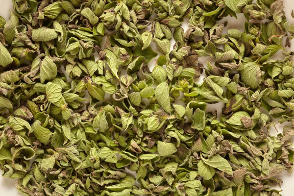 Grön Oregano bakgrund. — Stockfoto