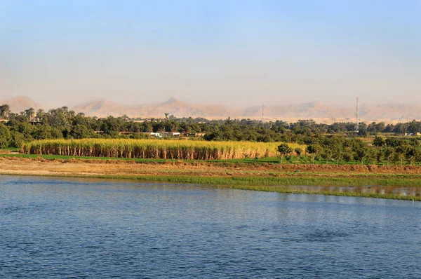 Cukrové třtiny plodiny na řece Nilu, Egypt — Stock fotografie