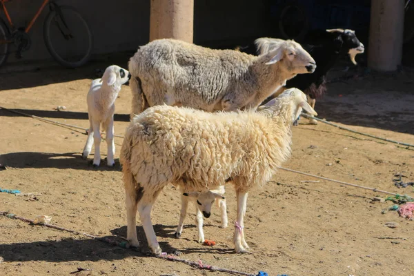 Laine moutons à vendre — Photo