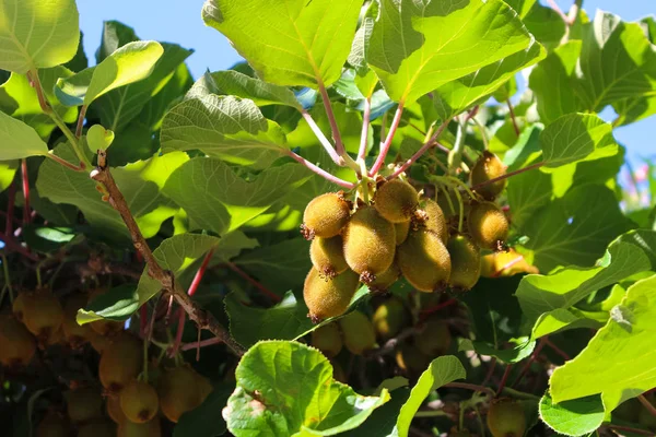 Kiwis creciendo en Capri, Italia — Foto de Stock