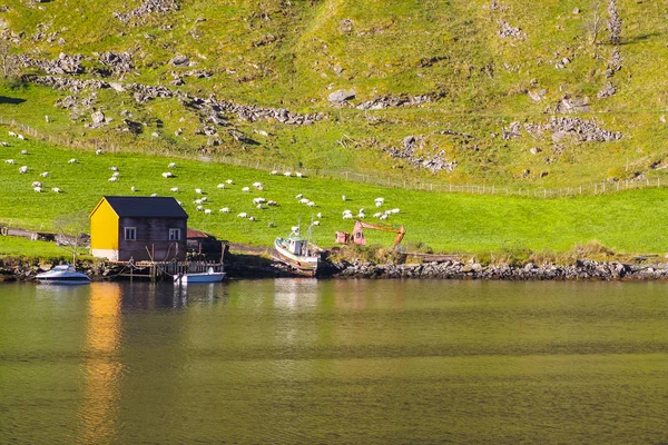 Sognefjord sahne, Norveç, Scandinavia — Stok fotoğraf