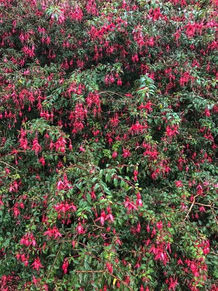 Fuschia flowers blooming in Ireland — Stock Photo, Image