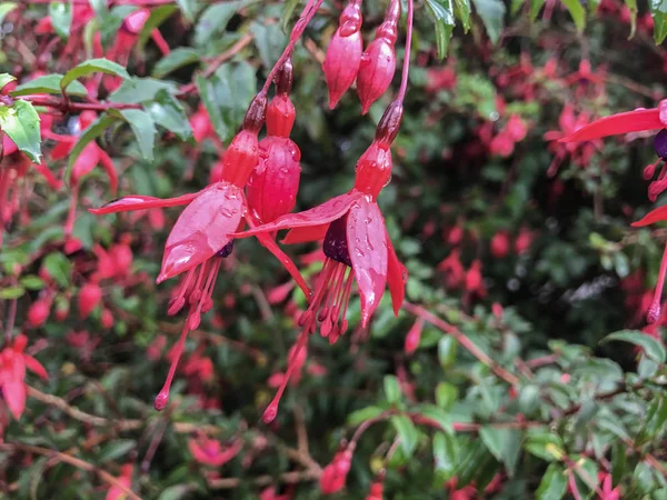 Fuschia flowers with raindrops blooming in Ireland — Stock Photo, Image