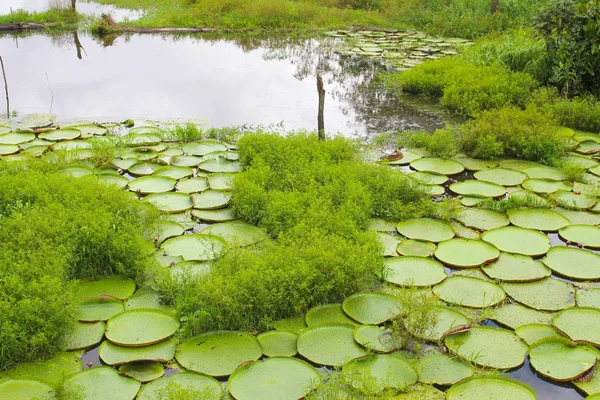 Giant lily pads in the Amazon, Brazil — Stock Photo, Image