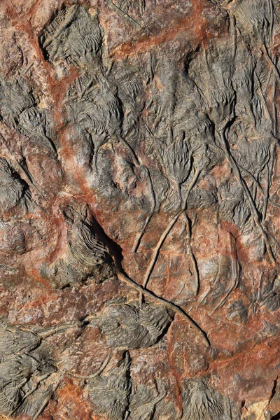 Skamieniałości na skale — Zdjęcie stockowe