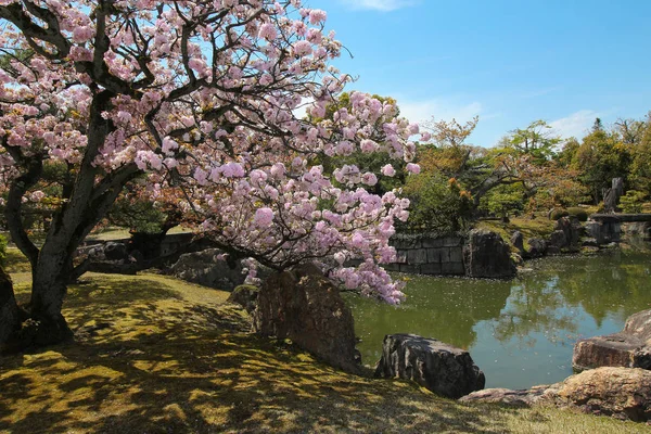 Kersenbloesems in een park in Japan — Stockfoto