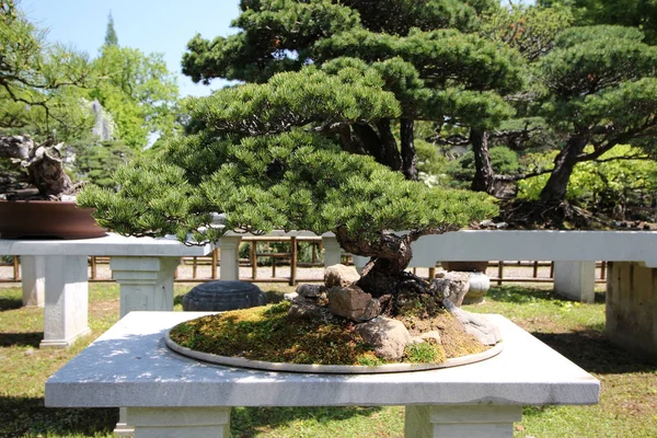 Bonsai muito velho árvore no jardim em Shanghai, China — Fotografia de Stock