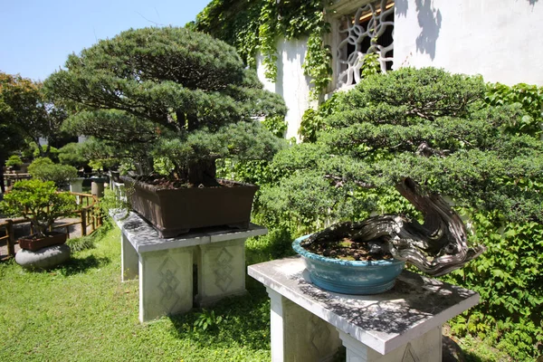 Árbol de Bonsái muy viejo en el jardín en Shanghai, China —  Fotos de Stock