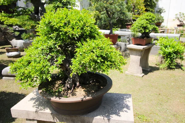 4月15 2019 上海の植物園で非常に古い盆栽木中国 アジア — ストック写真