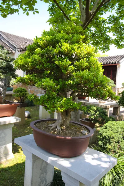 Shanghai China April 2019 Pohon Bonsai Yang Sangat Tua Taman — Stok Foto