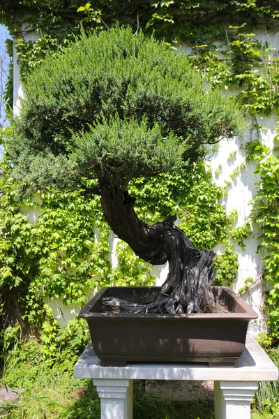 Shanghai China April 2019 Zeer Oude Bonsai Boom Shangai Botanische — Stockfoto