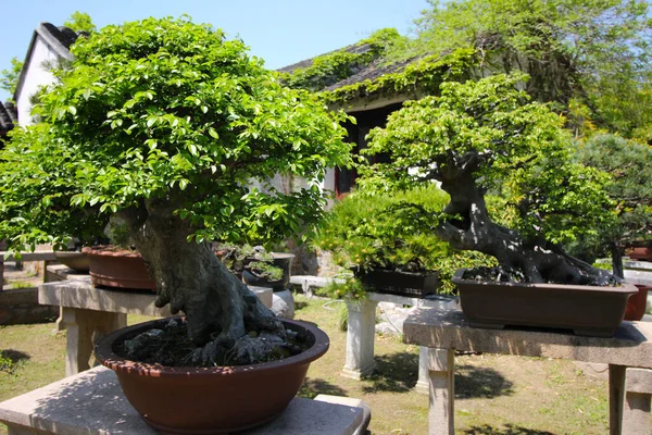 Shanghai Chine Avril 2019 Très Vieil Arbre Bonsaï Shangai Jardins — Photo